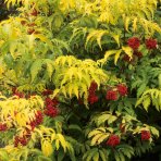 Baza červená (Sambucus racemosa) ´SUTHERLAND GOLD´ - výška 30-40 cm, kont. C2L